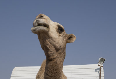Camel 'portraits' (3)