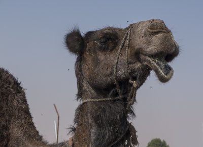 Camel 'portraits' (5)