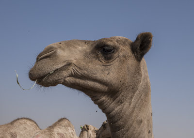 Camel 'portraits' (7)