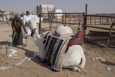 A man and his camel (2)