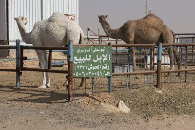 Shy camels