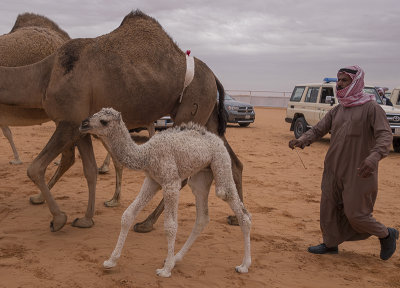 The baby camel story (3/8): Cute