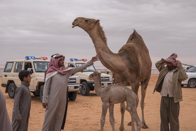 The baby camel story (6/8): Disheveled