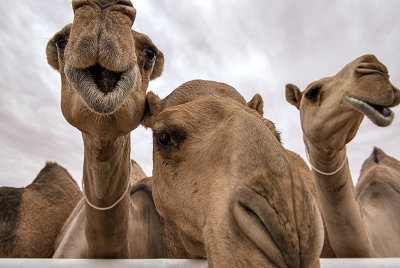 A Camel Beauty Pageant