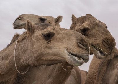 More! (and why they shave camels)