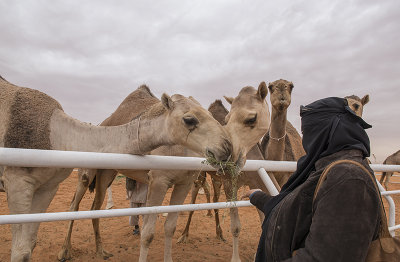 Hungry camels