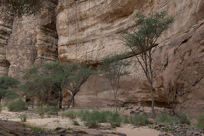 Desert wadi