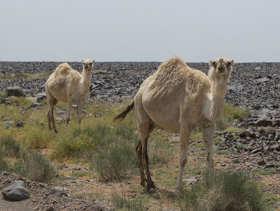Camels at last