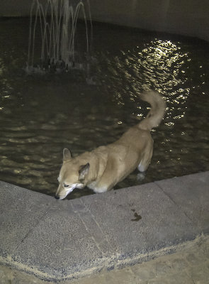 Sahraa the fountain dog