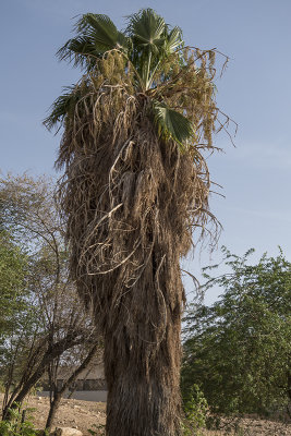 'Furry' palm tree