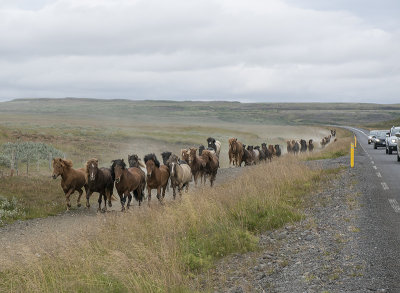 Great Icelandic horse adventure 