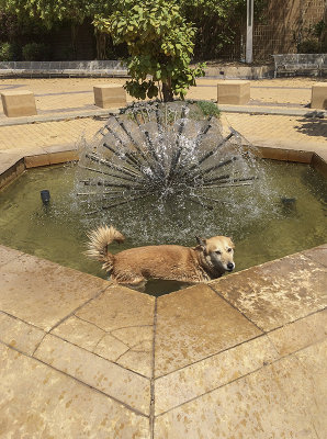 Sahraa the fountain dog