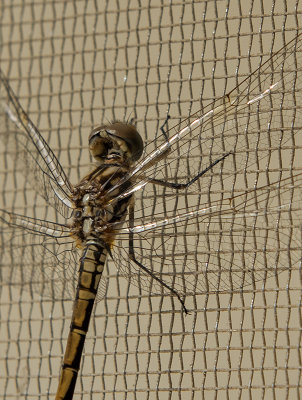 Screen door visitor (2)