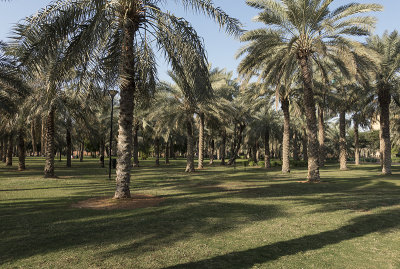 Palm grove