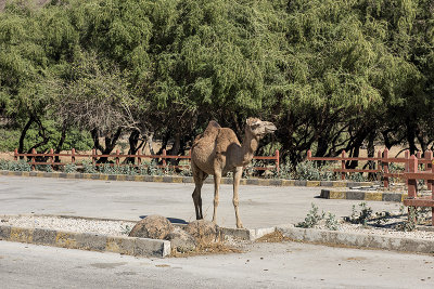 Wadi Dharbat, waiting...