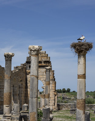 The stork family