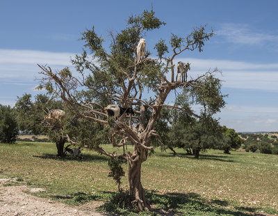 Near Essaouira, the goat tree