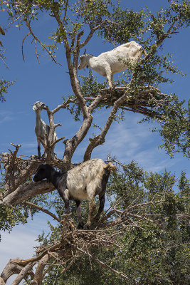 Near Essaouira, the goats in the tree