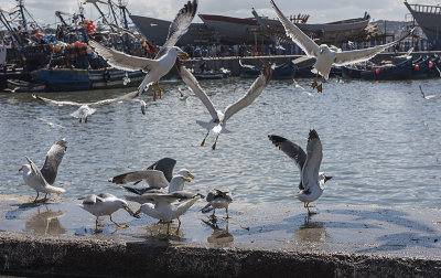 Essaouira, gull fight at the fishing port