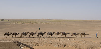 Sahara Desert, camel train