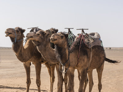 Sahara Desert, the three amigos