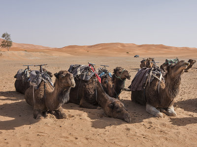 Sahara Desert, there's one in every crowd