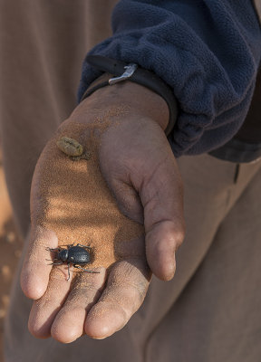 Sahara Desert, scarab beetle