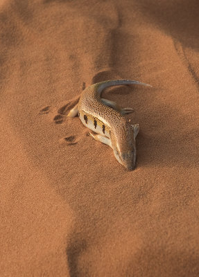 Sahara Desert, sandfish skink (MOROCCO)