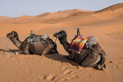 Sahara Desert, waiting patiently