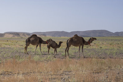 Sahara Desert, camel family
