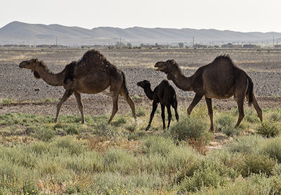 Sahara Desert, another family