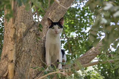 The cat in the tree