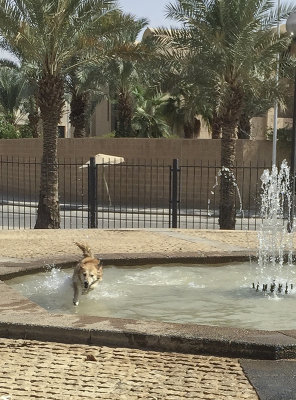 Romp in the fountain (2)