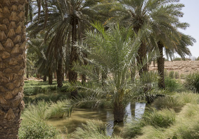 Water-loving palms