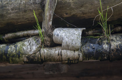 Norsk Folkemuseum, woodland detail