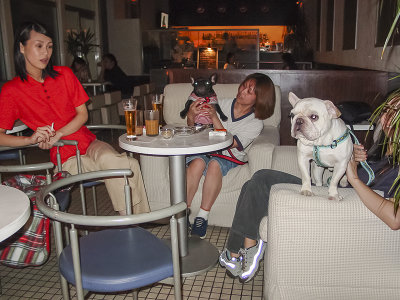 Doggie bar