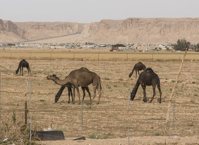 Camel family