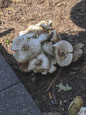 Urban mushrooms