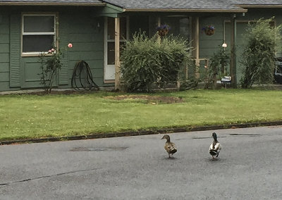 Oregon ducks
