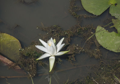 Lonely water lily