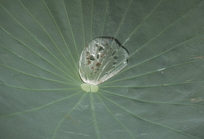 Lotus leaf and water