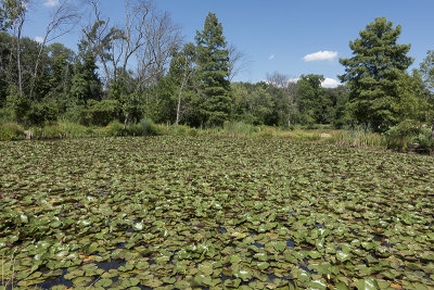 'Field' of water lilies
