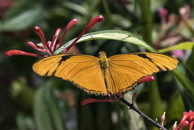 The Butterfly Pavilion (5)