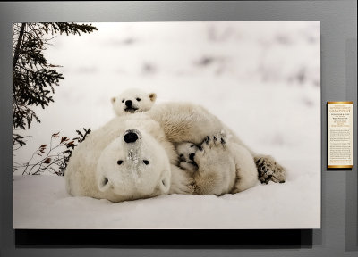 Polar Bear and Cubs, by Daisy Gilardini