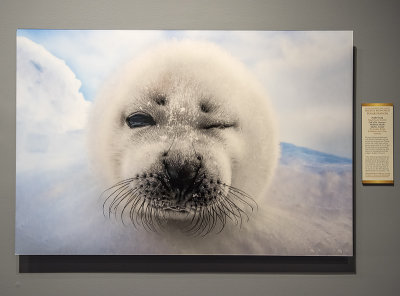 'Harp Seal' by Gunther Riehle