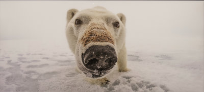 'Polar Bear,' by Jon Cornforth