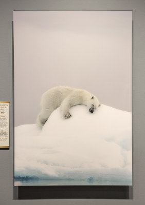 'Polar Bear,' by Joshua Holko