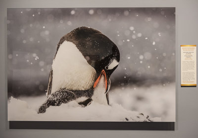 'Gentoo Penguin and Chick,' by Role Galitz