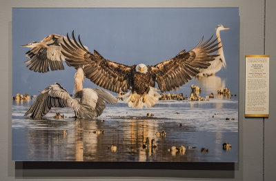 'Bald Eagle and Great Blue Herons,' by Bonnie Block
