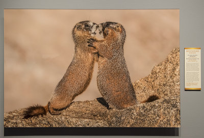 'Yellow-bellied Marmots,' by Russ Burden